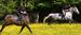 Checkendon Equestrian Centre