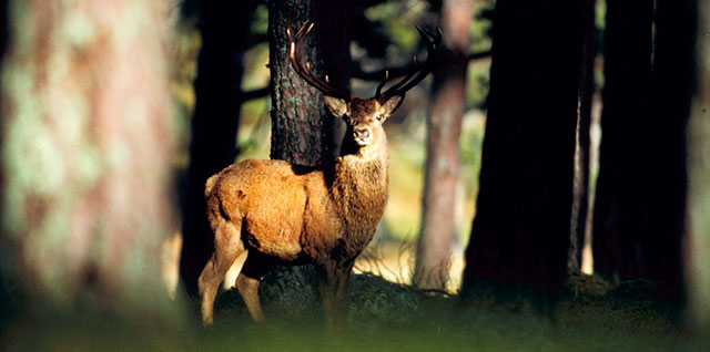 Corrieshalloch Gorge Nature Reserve
