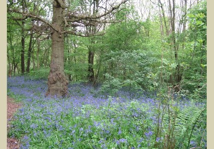 Cocksherd Bluebell Wood