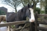 Home of Rest for Old Horses 