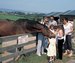 Home of Rest for Old Horses 