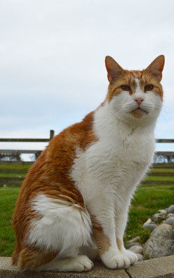 Mann Cat Sanctuary 