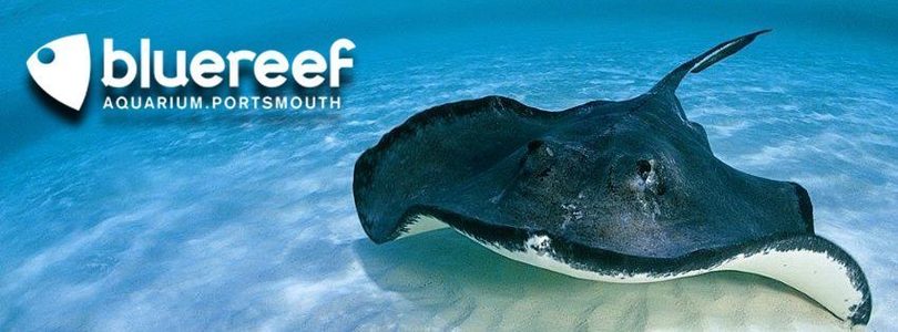 Blue Reef Aquarium Portsmouth