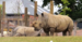 Marwell Wildlife
