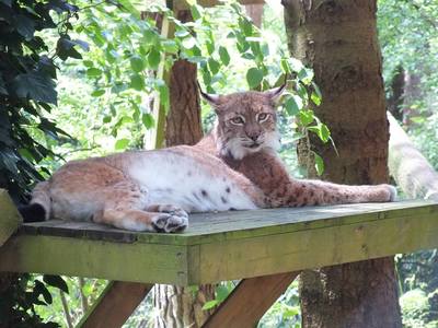 The New Forest Wildlife Park