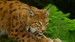 The New Forest Wildlife Park