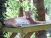 The New Forest Wildlife Park