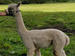 Hensting Alpaca Walking Experience