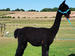 Hensting Alpaca Walking Experience