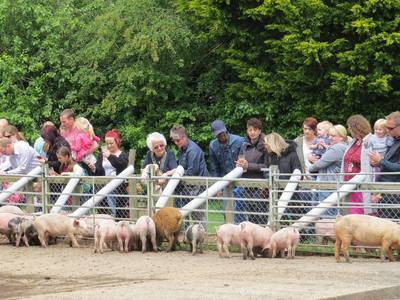 Longdown Activity Farm