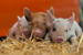 Longdown Activity Farm