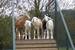 Longdown Activity Farm