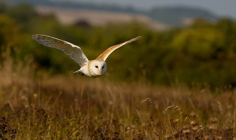 The Hawk Conservancy Trust