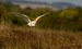 The Hawk Conservancy Trust