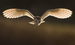 The Hawk Conservancy Trust