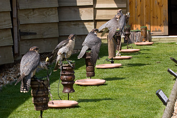 Libertys Owl Raptor and Reptile Centre