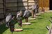 Libertys Owl Raptor and Reptile Centre