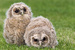 Libertys Owl Raptor and Reptile Centre