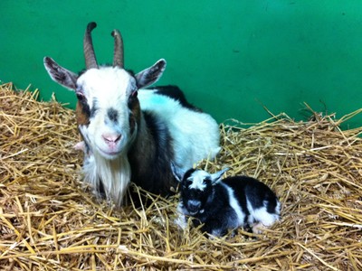 Finkley Down Farm Park