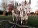 Finkley Down Farm Park