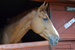 Burley Manor Riding Stables