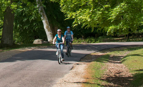 Forest Leisure Cycling