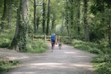 The Forest of Bere