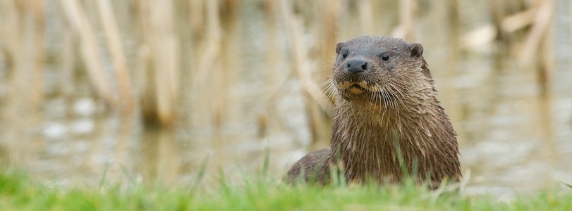 The British Wildlife Centre