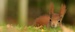 The British Wildlife Centre