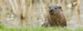 The British Wildlife Centre