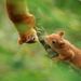 The British Wildlife Centre