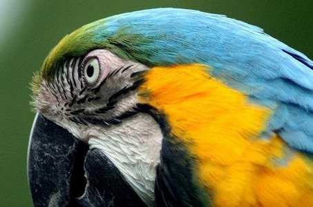 Birdworld