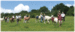 Surrey Hills Llamas