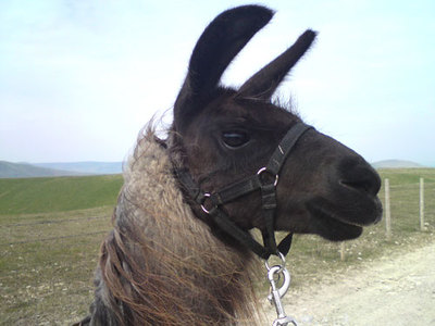 Peak Llamas