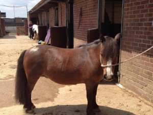 Willowbrook Riding Centre
