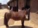 Willowbrook Riding Centre