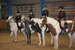 Arundel Riding Centre