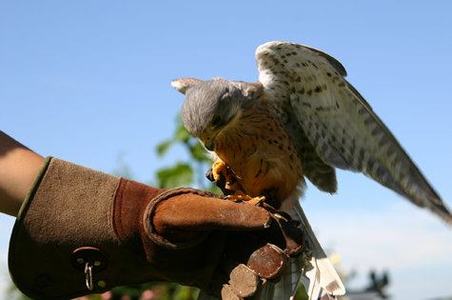 Huxleys Birds of Prey Centre