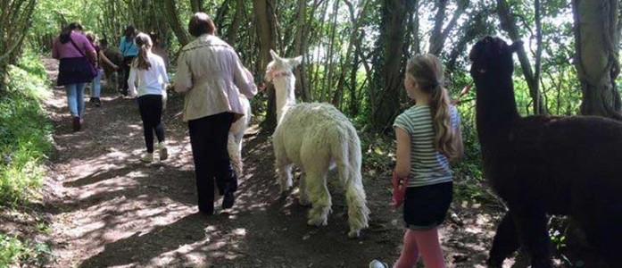 Dunreyth Alpacas