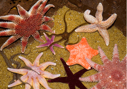 Macduff Marine Aquarium 