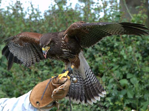 Battlefield Falconry Centre