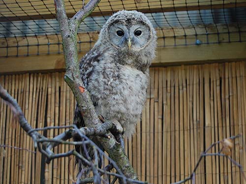 Battlefield Falconry Centre