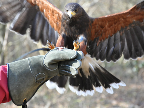 Battlefield Falconry Centre