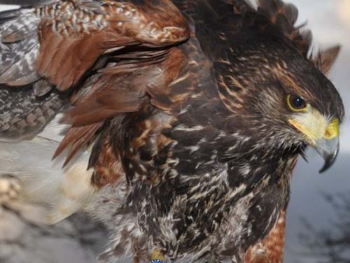 Battlefield Falconry Centre
