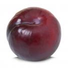 Week 12: Plum