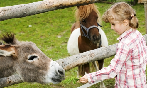Tiggywinkles Wildlife Hospital Visitors