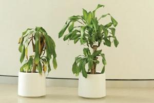 IKEA asked children to compliment a plant for 30 days, what happened next is eye-opening