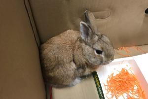 How this fluffy bunny nearly shut a whole airport down