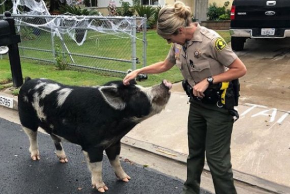Watch: a pig the 'size of a mini horse' was lured to safety with this snack