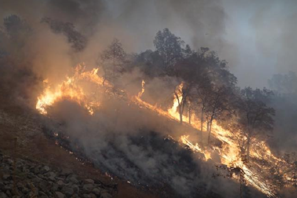 Firefighters rescue two lost animals when battling wildfires in California